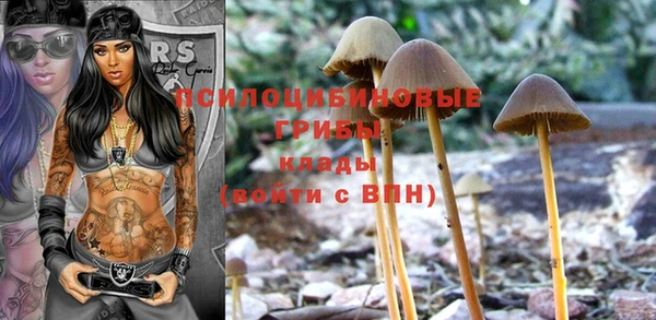 стафф Алзамай